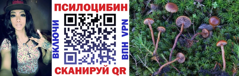 Галлюциногенные грибы Psilocybe  Купить  Аргун 
